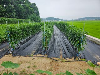 주명숙님의 고추 · 일상 작성글 사진