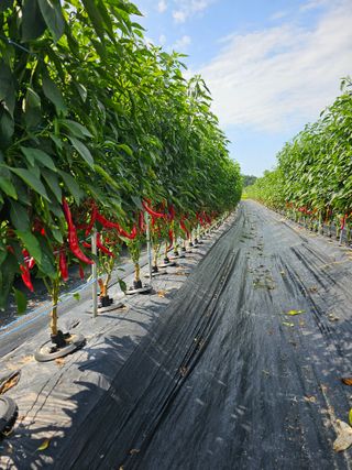 주명숙님의 고추 · 일상 작성글 사진