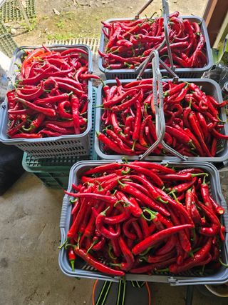 주명숙님의 고추 · 일상 작성글 사진