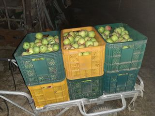 강성민님의 사과 · 영농일지 작성글 사진