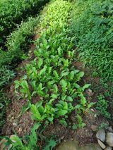 팜모닝 고구마·영농일지 게시글 이미지