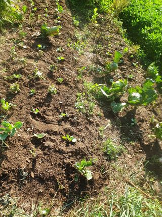 양국헌님의 토마토 · 영농일지 작성글 사진