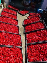 팜모닝 고추·수확 게시글 이미지