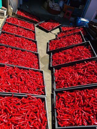 노고단님의 고추 · 수확 작성글 사진