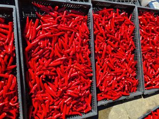 노고단님의 고추 · 수확 작성글 사진