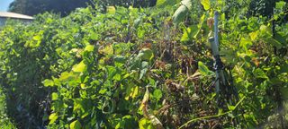 배기석님의 콩 · 자유게시판 작성글 사진