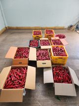 팜모닝 고추·수확 게시글 이미지