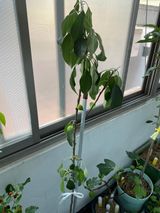 팜모닝 사과·병해충상담 게시글 이미지