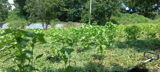 한학수님의 들깨 · 자유게시판 작성글 사진