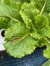 팜모닝 상추·병해충상담 게시글 이미지