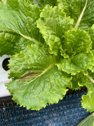 박천수님의 상추 · 병해충상담 작성글 사진