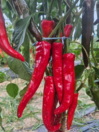 안나농부님의 고추 · 일상 작성글 사진