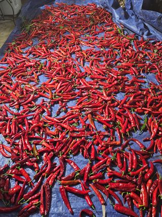 안나농부님의 고추 · 일상 작성글 사진