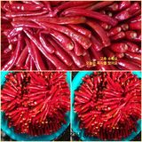 팜모닝 고추·수확 게시글 이미지