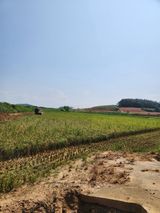 팜모닝 벼·자유게시판 게시글 이미지