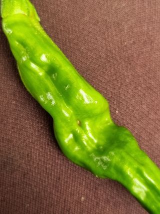 박정숙님의 고추 · 병해충상담 작성글 사진