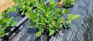 정광님의 콩 · 병해충상담 작성글 사진