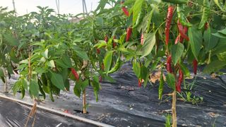 늘푸른 농장주님의 고추 · 수확 작성글 사진