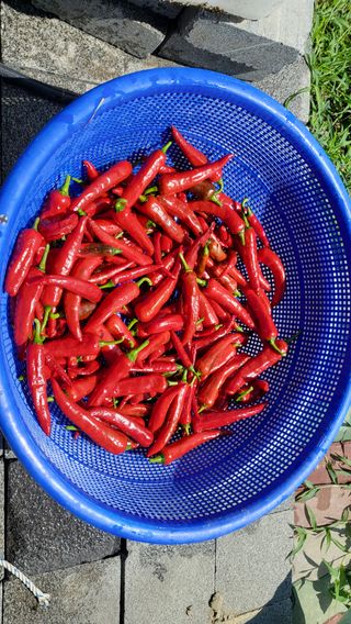 늘푸른 농장주님의 고추 · 수확 작성글 사진