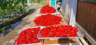 팜모닝회원 성주 님의 고추 · 수확 작성글 사진