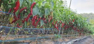 팜모닝회원 성주 님의 고추 · 수확 작성글 사진