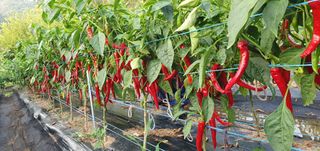 팜모닝회원 성주 님의 고추 · 수확 작성글 사진