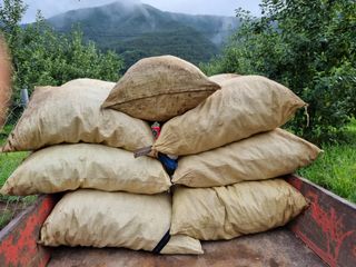 정용일님의 고추 · 수확 작성글 사진