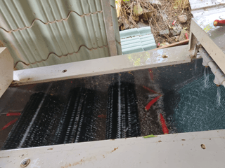 정용일님의 고추 · 수확 작성글 사진