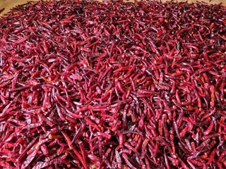 정용일님의 고추 · 수확 작성글 사진