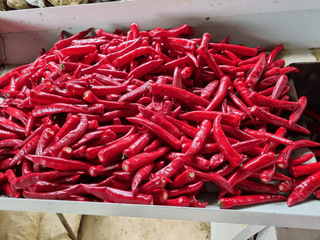 정용일님의 고추 · 수확 작성글 사진