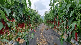 정용일님의 고추 · 수확 작성글 사진