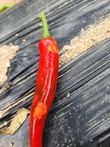 팜모닝 고추·병해충상담 게시글 이미지