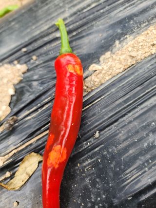 호호ㅋ님의 고추 · 병해충상담 작성글 사진