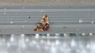 상만님의 기타작물 · 병해충상담 작성글 사진