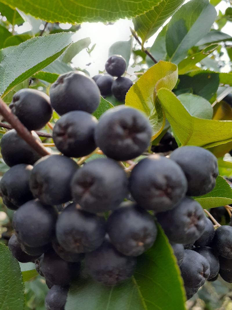 아로대추님의 장터 판매 상품 [아로니아 분말 판매합니다] 첨부 사진