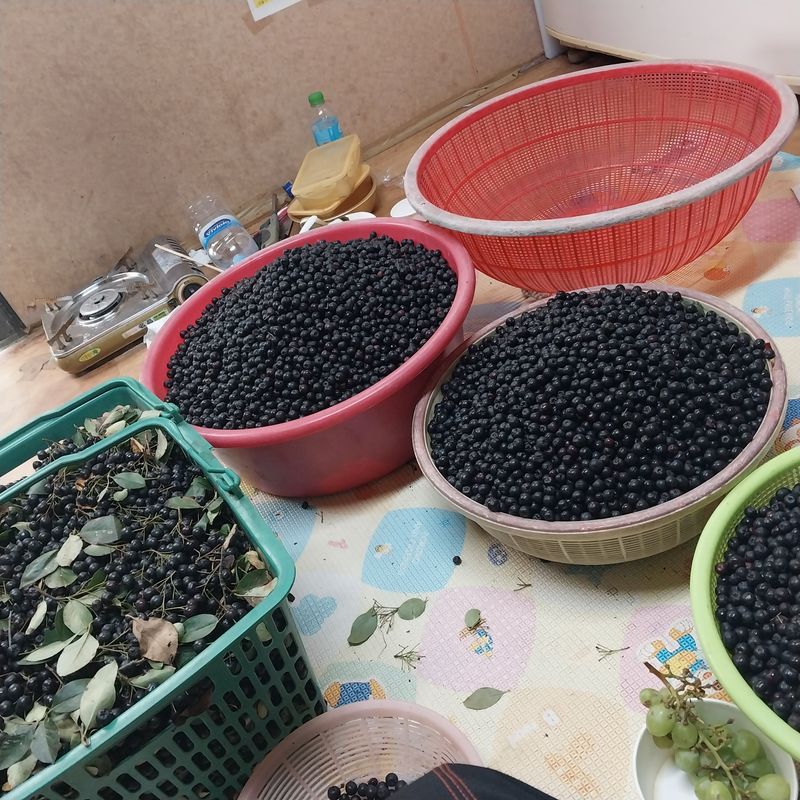 아로대추님의 장터 판매 상품 [아로니아 분말 판매합니다] 첨부 사진