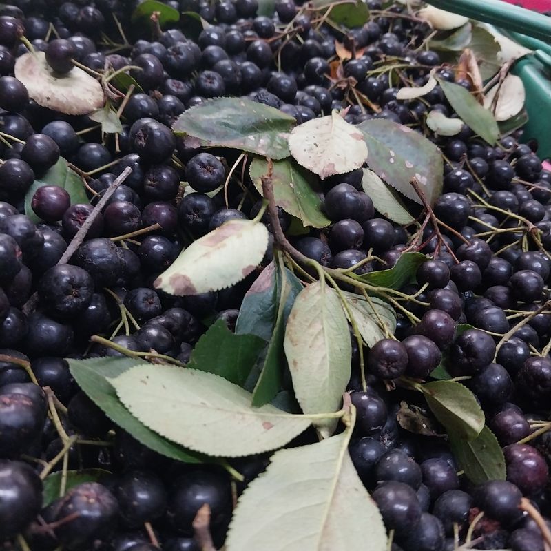 아로대추님의 장터 판매 상품 [아로니아 분말 판매합니다] 첨부 사진