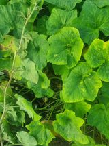 팜모닝 자유주제·자유게시판 게시글 이미지