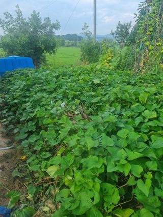 유명숙님의 자유주제 · 자유게시판 작성글 사진