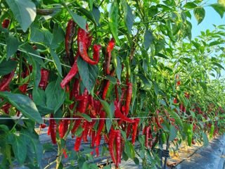 고추일등품종칼라병에님의 고추 · 수확 작성글 사진