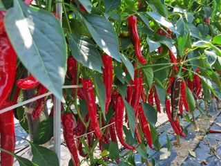 고추일등품종칼라병에님의 고추 · 수확 작성글 사진