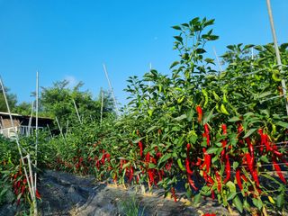 고추일등품종칼라병에님의 고추 · 수확 작성글 사진