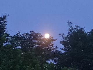 우경농원님의 자두 · 영농일지 작성글 사진