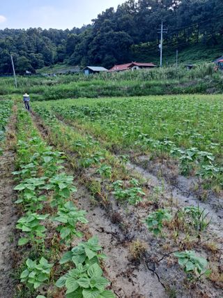 김영미님의 들깨 · 자유게시판 작성글 사진