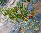 팜모닝 고추·병해충상담 게시글 이미지