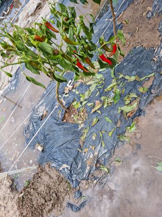 강신근님의 고추 · 병해충상담 작성글 사진