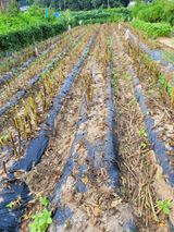 팜모닝 콩·영농일지 게시글 이미지