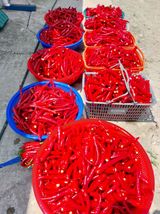 팜모닝 고추·수확 게시글 이미지