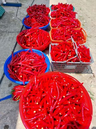 마에스타님의 고추 · 수확 작성글 사진