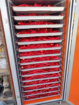 마에스타님의 고추 · 수확 작성글 사진